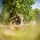 Koa Moana 24: EOD Sweeps for WWII Unexploded Ordnance Koa Moana 24: EOD Sweeps for WWII Unexploded Ordnance