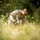 Koa Moana 24: EOD Sweeps for WWII Unexploded Ordnance Koa Moana 24: EOD Sweeps for WWII Unexploded Ordnance
