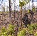 MRF-D 24.3: Fox Co., 2nd Bn., 5th Marines (Rein.), participates in live-fire ranges during Exercise Predator’s Run 24