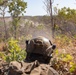 MRF-D 24.3: Fox Co., 2nd Bn., 5th Marines (Rein.), participates in live-fire ranges during Exercise Predator’s Run 24