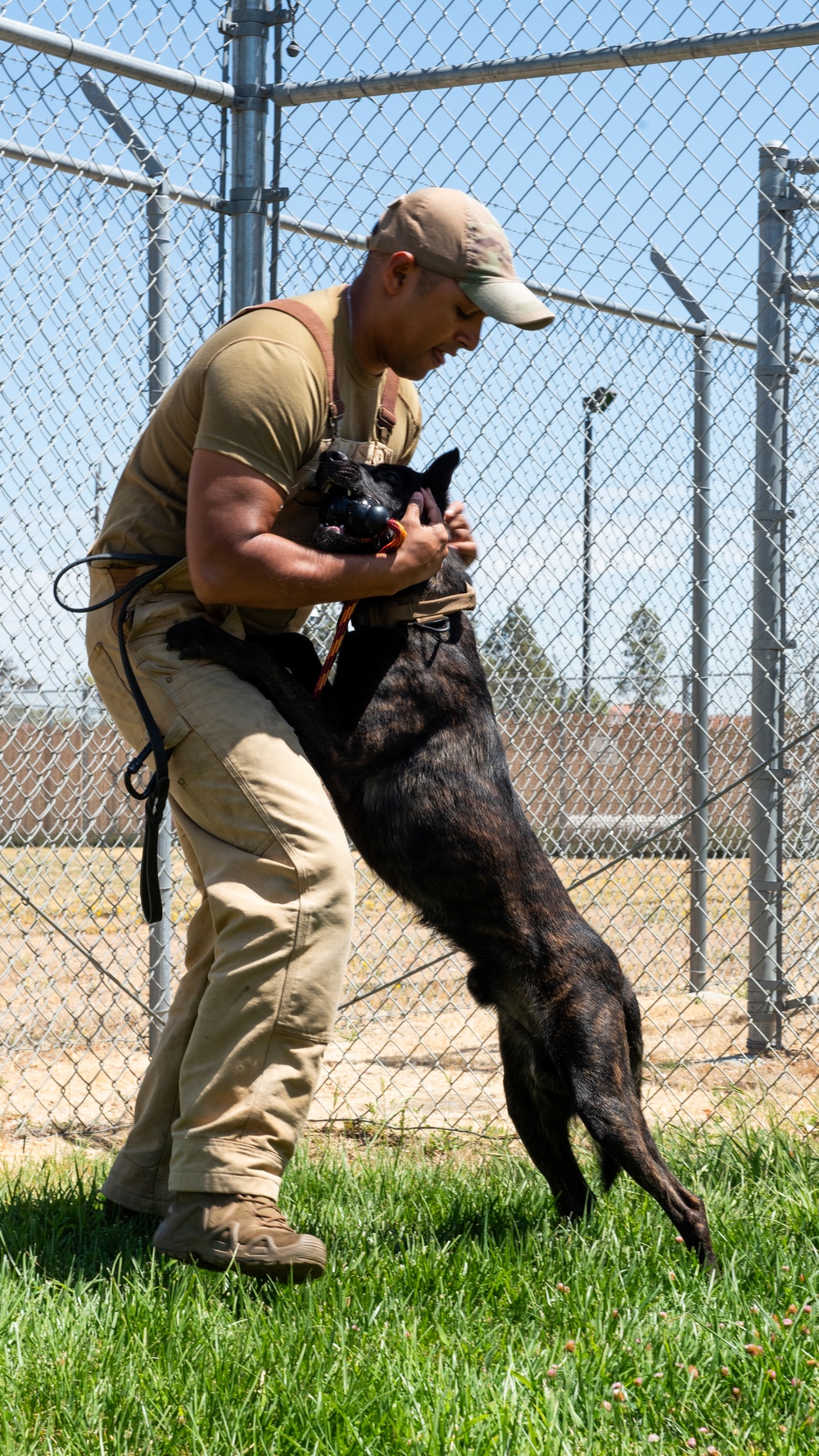 60th SFS conducts routine training with MWDs