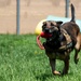 60th SFS conducts routine training with MWDs