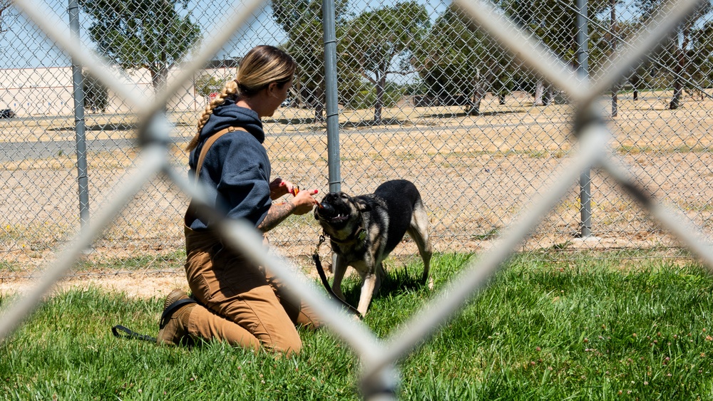 60th SFS conducts routine training with MWDs