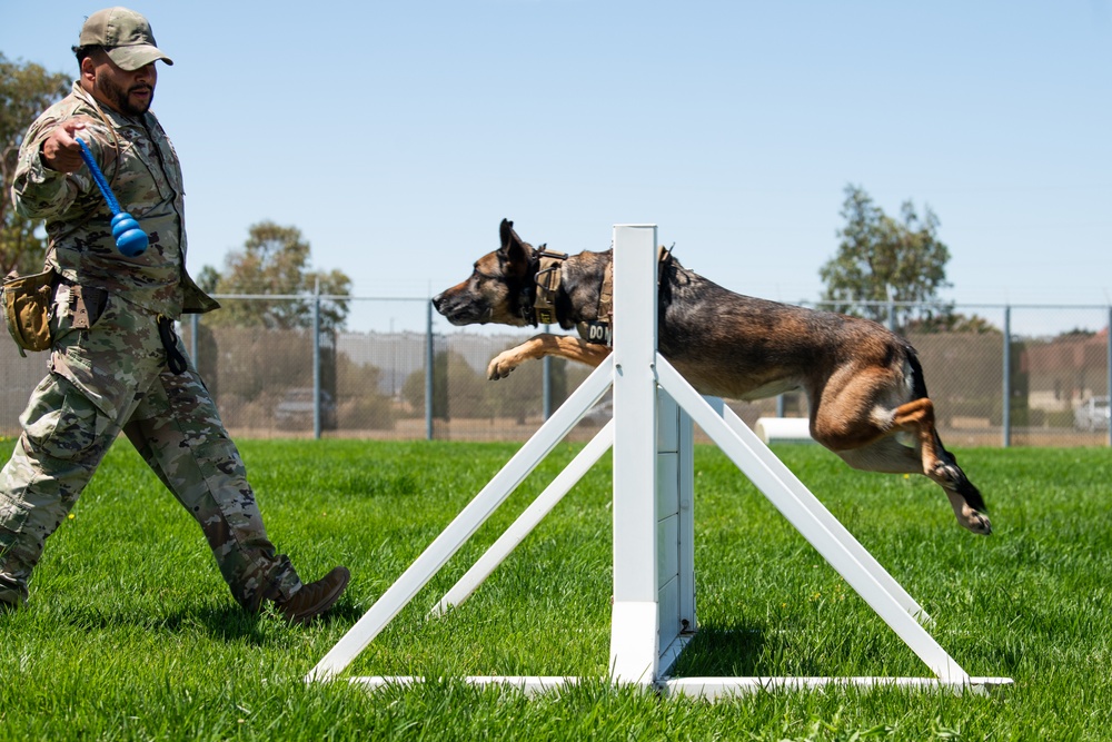 60th SFS conducts routine training with MWDs