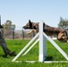 60th SFS conducts routine training with MWDs