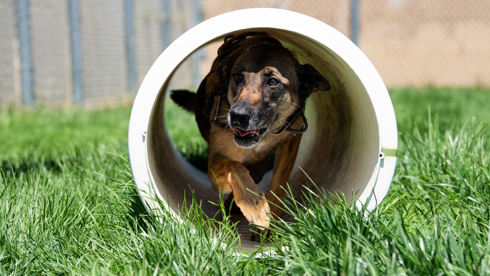60th SFS conducts routine training with MWDs