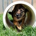 60th SFS conducts routine training with MWDs