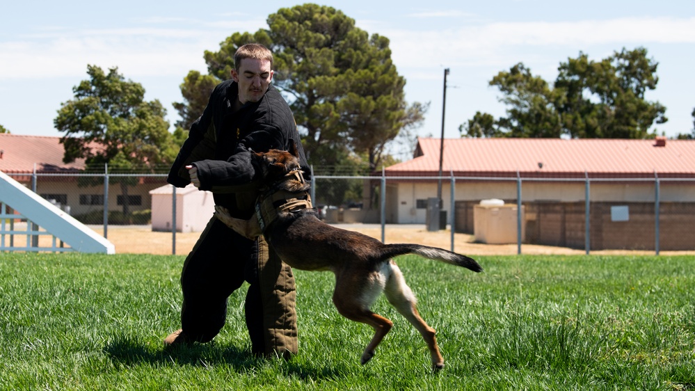 60th SFS conducts routine training with MWDs