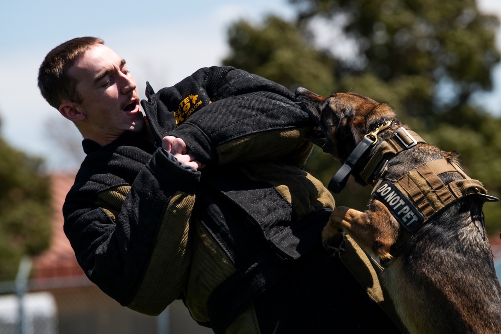 60th SFS conducts routine training with MWDs