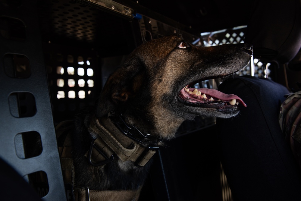 60th SFS conducts routine training with MWDs