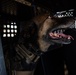 60th SFS conducts routine training with MWDs