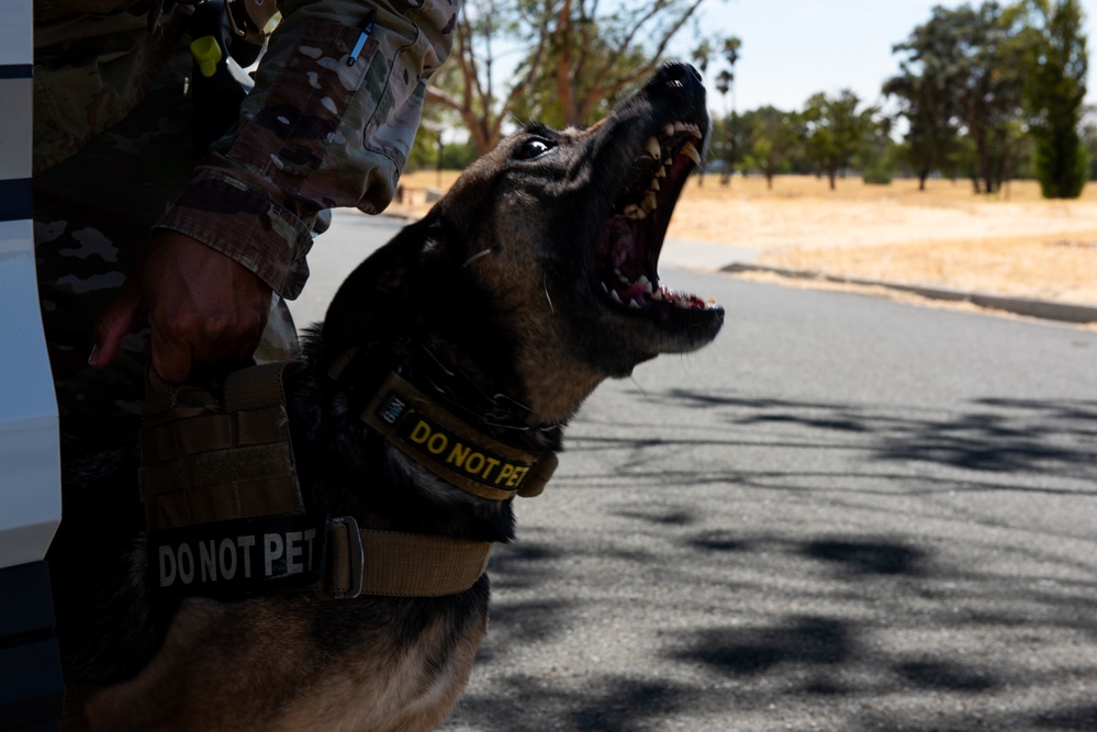 60th SFS conducts routine training with MWDs