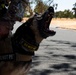 60th SFS conducts routine training with MWDs