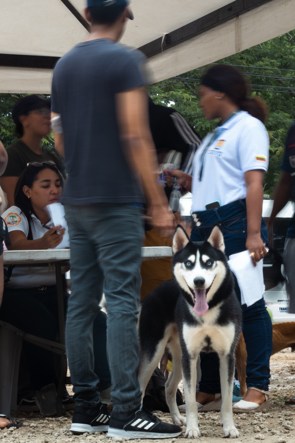 Continuing Promise 2024 personnel provide veterinary assistance in Chino, Colombia