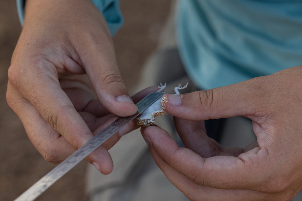 MCAS Yuma collaborates with Arizona Game and Fish to conduct an occupancy survey