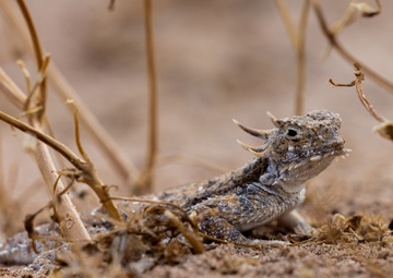 Preventing Endangerment: How MCAS Yuma and Arizona Game and Fish continue to save the Flat-Tailed Horned Lizard