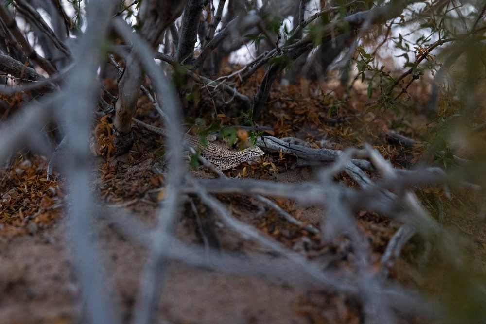 MCAS Yuma collaborates with Arizona Game and Fish to conduct an occupancy survey