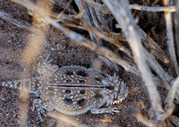 MCAS Yuma collaborates with Arizona Game and Fish to conduct an occupancy survey