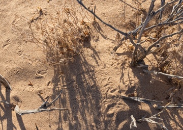 MCAS Yuma collaborates with Arizona Game and Fish to conduct an occupancy survey