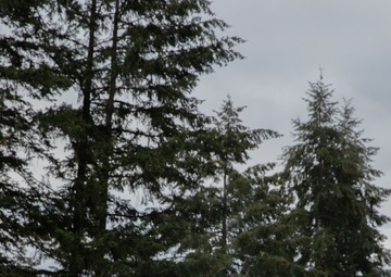 7th Infantry Division's Week of the Bayonet 2024