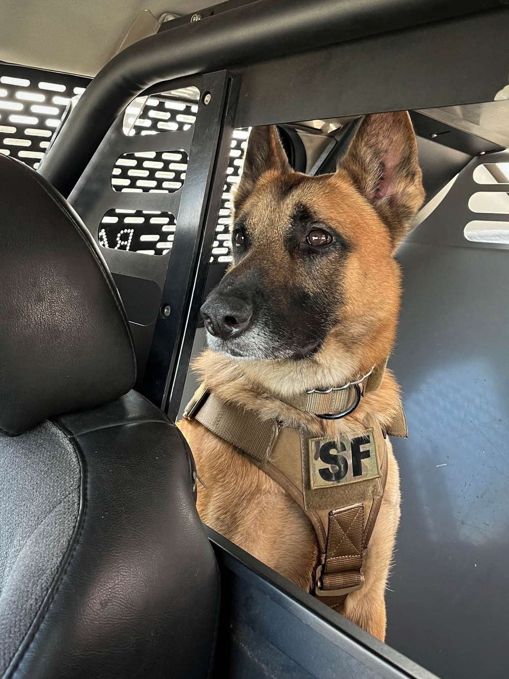 Mission Complete: military working dog Tek’s legacy