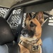 Mission Complete: military working dog Tek’s legacy