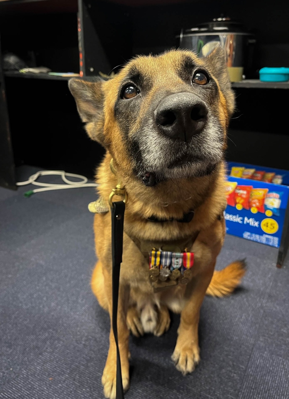 Mission Complete: military working dog Tek’s legacy
