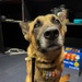 Mission Complete: military working dog Tek’s legacy