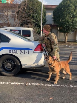 Mission Complete: military working dog Tek’s legacy