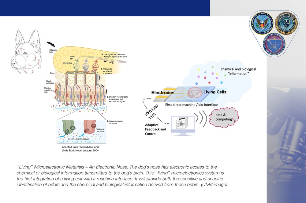 DVIDS – News – Basic research narrowly wins: Unleashing the possibilities of integrating microelectronics into biology