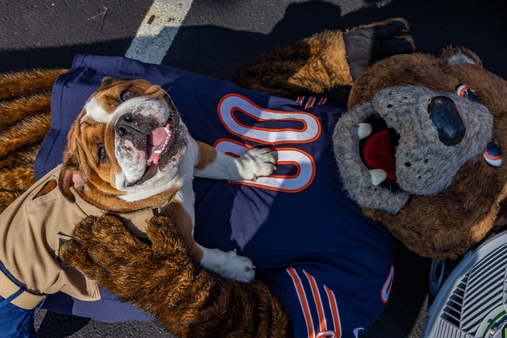 Bruno Visits the Chicago Bears