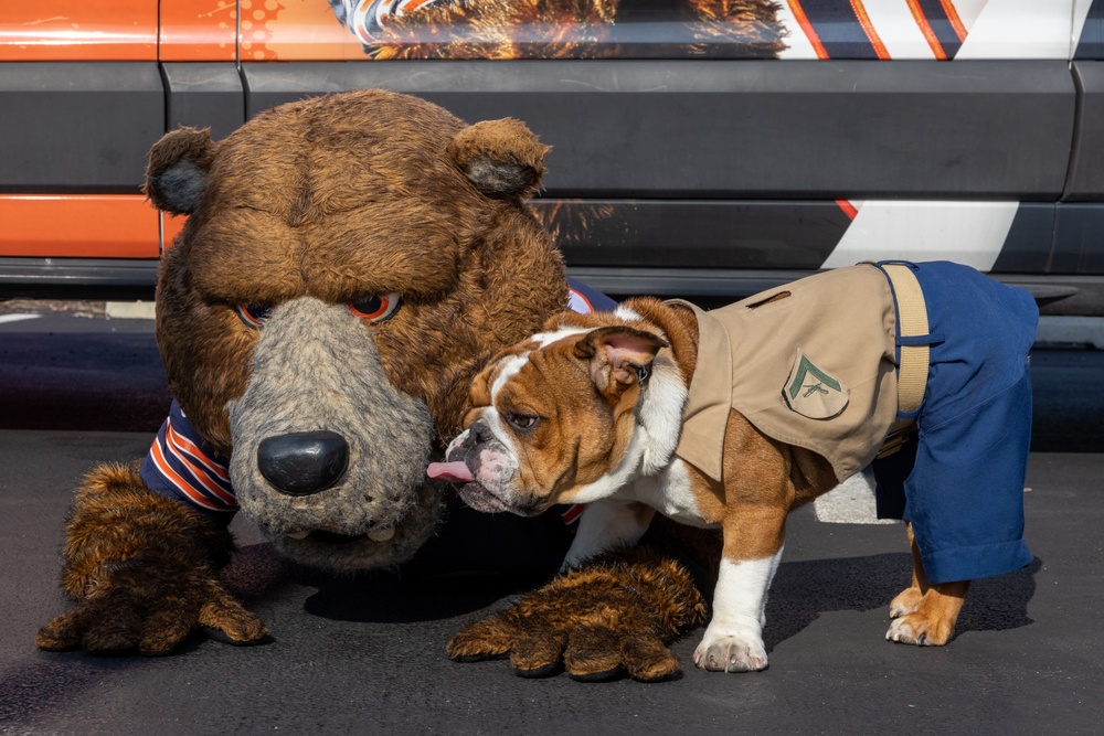 Bruno Visits the Chicago Bears