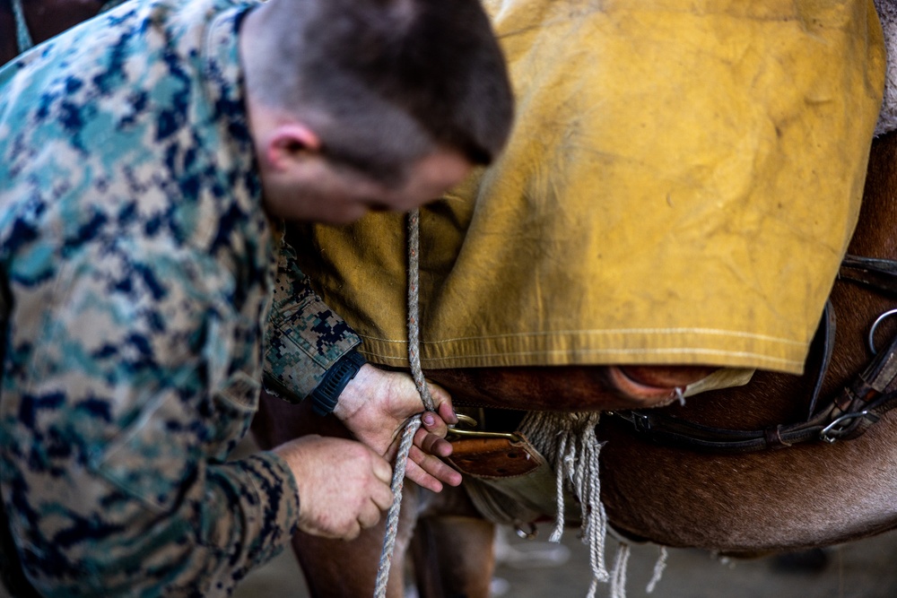 2nd MLG Marines practice animal packing skills during course at MCMWTC Bridgeport