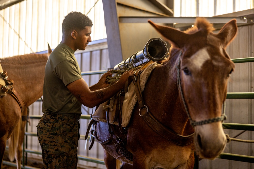 2nd MLG Marines practice animal packing skills during course at MCMWTC Bridgeport