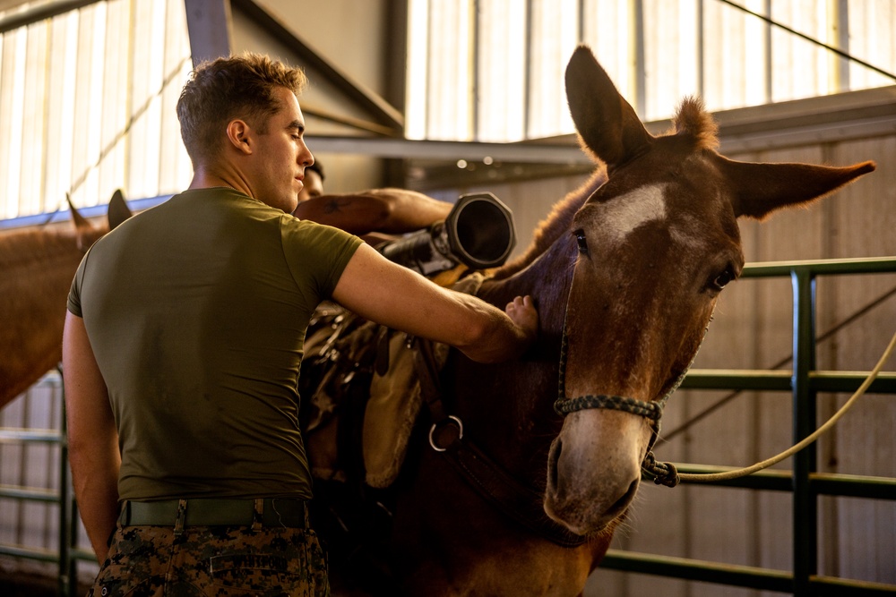 2nd MLG Marines practice animal packing skills during course at MCMWTC Bridgeport