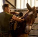 2nd MLG Marines practice animal packing skills during course at MCMWTC Bridgeport