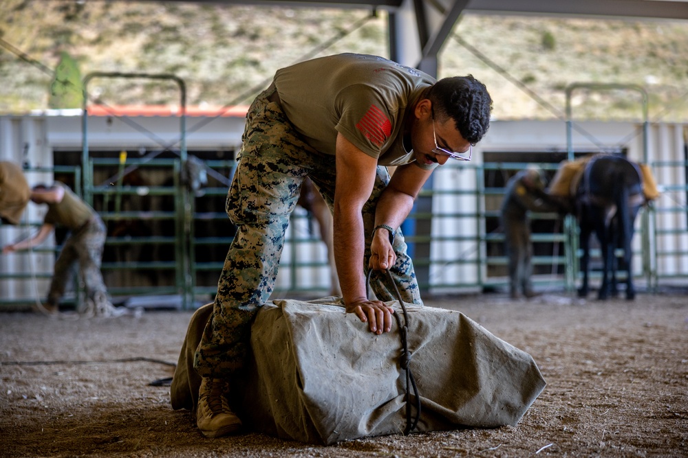 2nd MLG Marines practice animal packing skills during course at MCMWTC Bridgeport