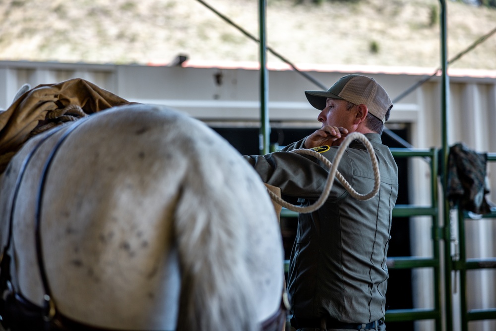 2nd MLG Marines practice animal packing skills during course at MCMWTC Bridgeport