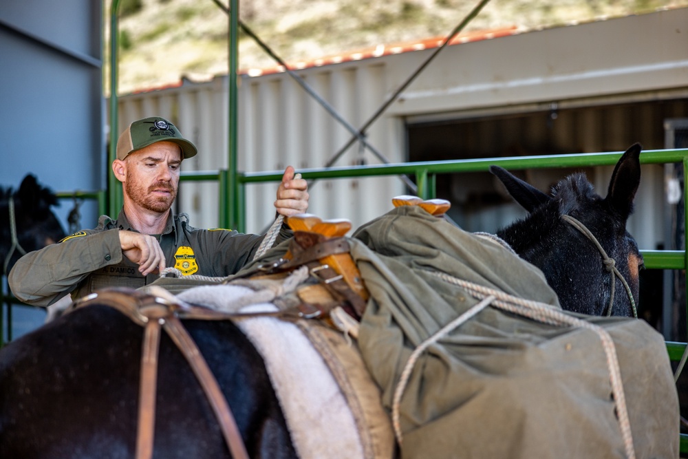 2nd MLG Marines practice animal packing skills during course at MCMWTC Bridgeport