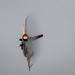 The U.S. Air Force F-16 Viper Demonstration Team performs at the Dayton International Airshow