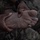 FORSCOM Best Squad