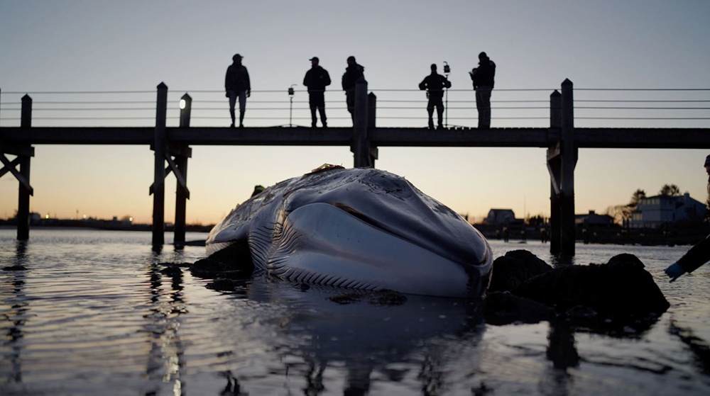 NUWC Division Newport marine biologist studies fin whale stranding in Rhode Island