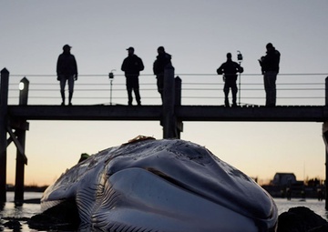 NUWC Division Newport marine biologist studies fin whale stranding in Rhode Island