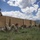 FORSCOM Best Squad Competition