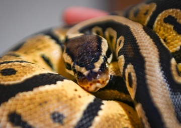 Combatting Critters: 52nd CES Entomology keeps Spangdahlem pest-free