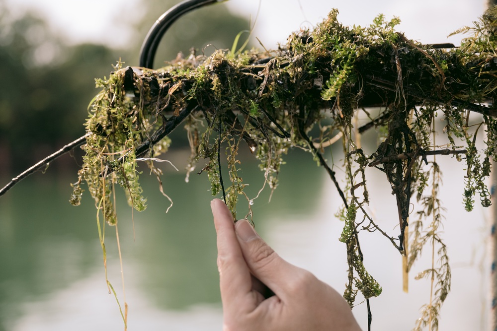 Annual Hydrilla Treatment in the Erie Canal
