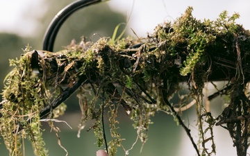 Corps of Engineers Treating Invasive Hydrilla Across Western New York
