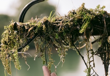 Corps of Engineers Treating Invasive Hydrilla Across Western New York