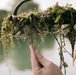 Annual Hydrilla Treatment in the Erie Canal