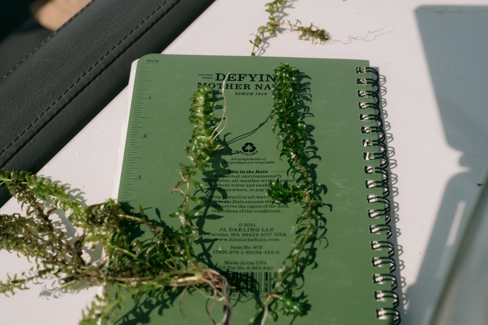 Annual Hydrilla Treatment in the Erie Canal